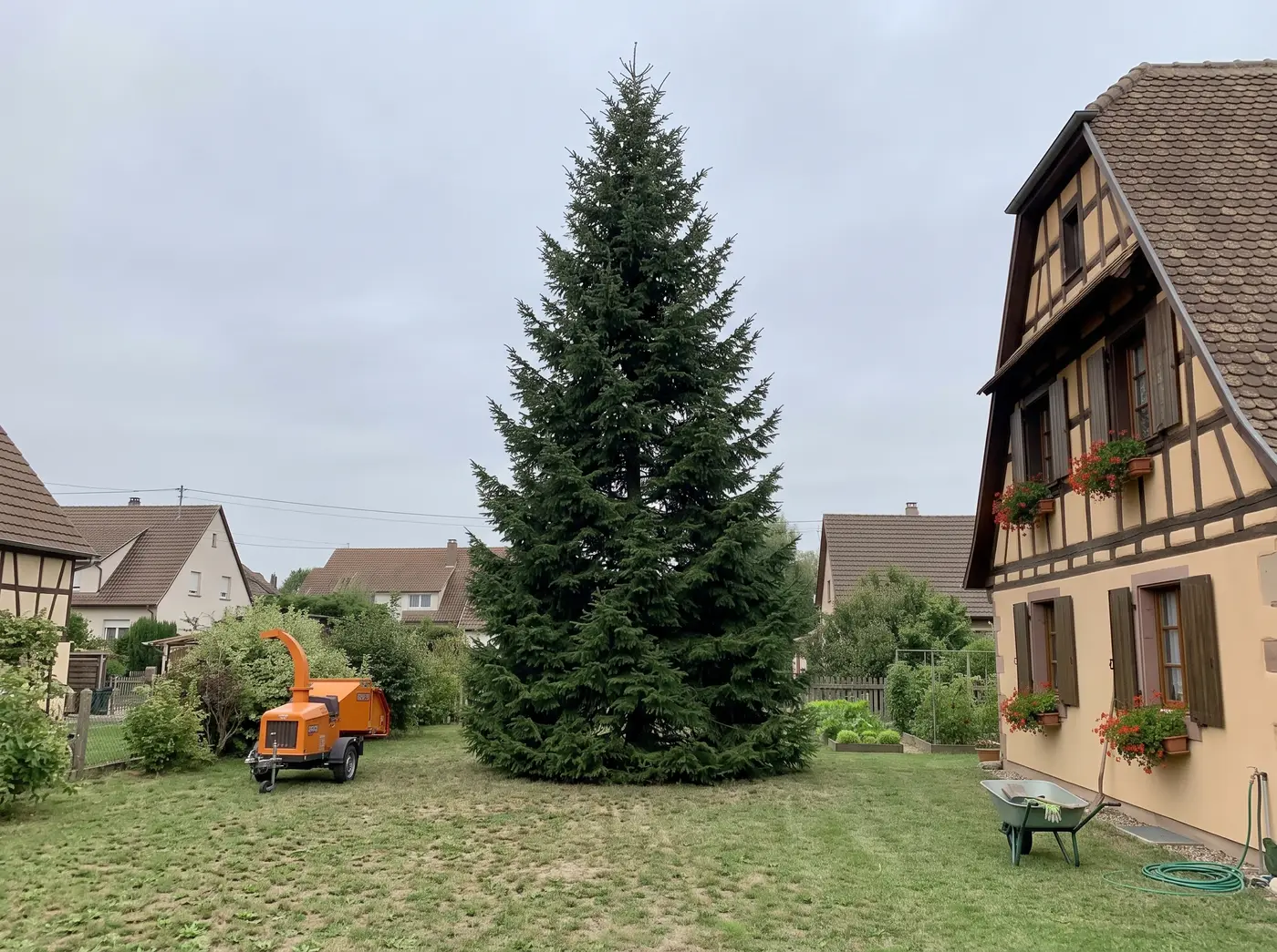 Avant : Abattage d'un arbre devenu dangereux